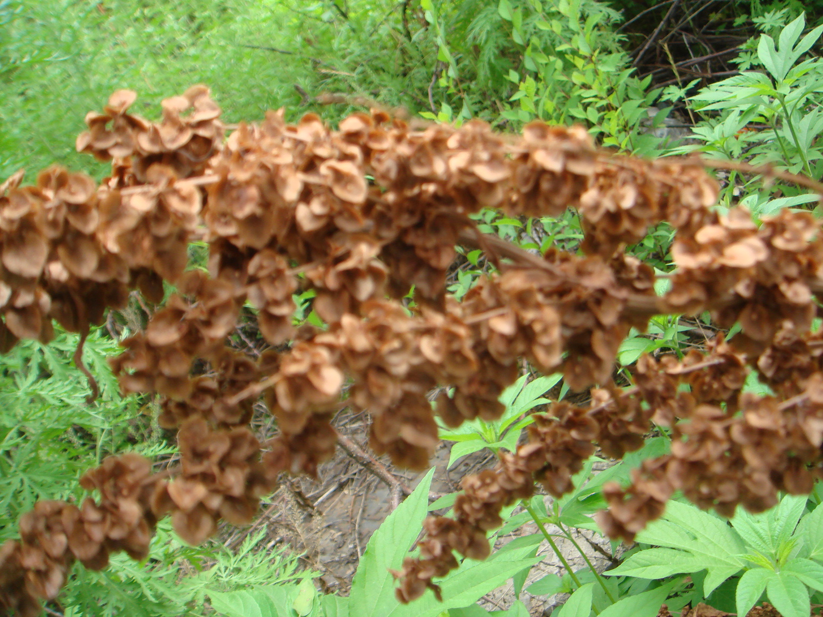 DSC06513.JPG