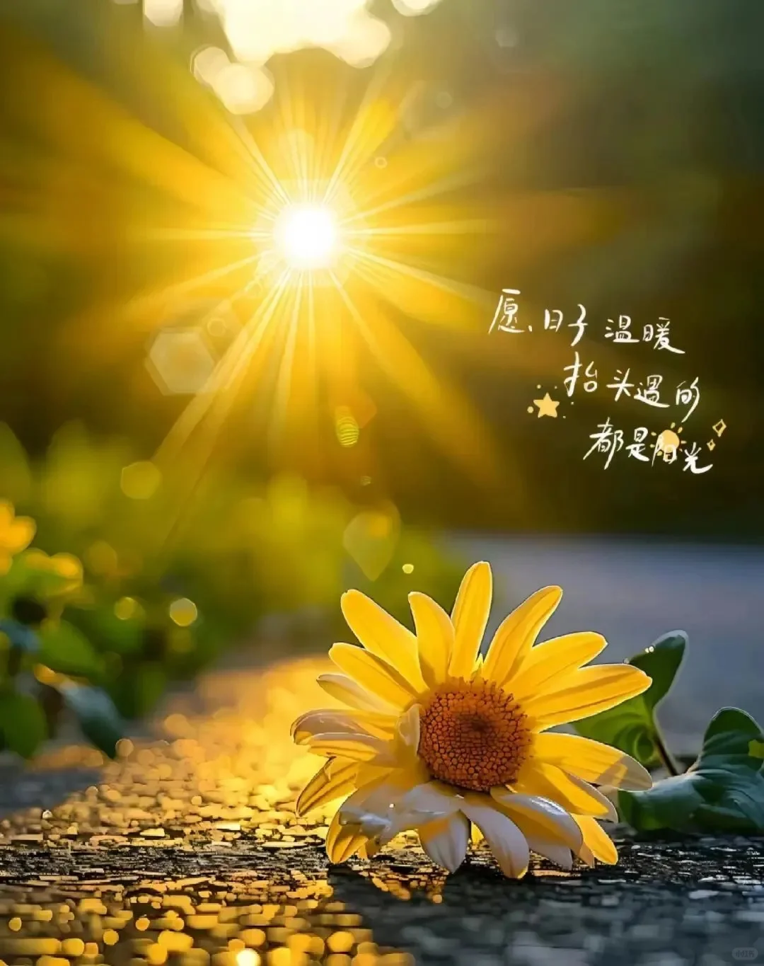 5050ʷ 47