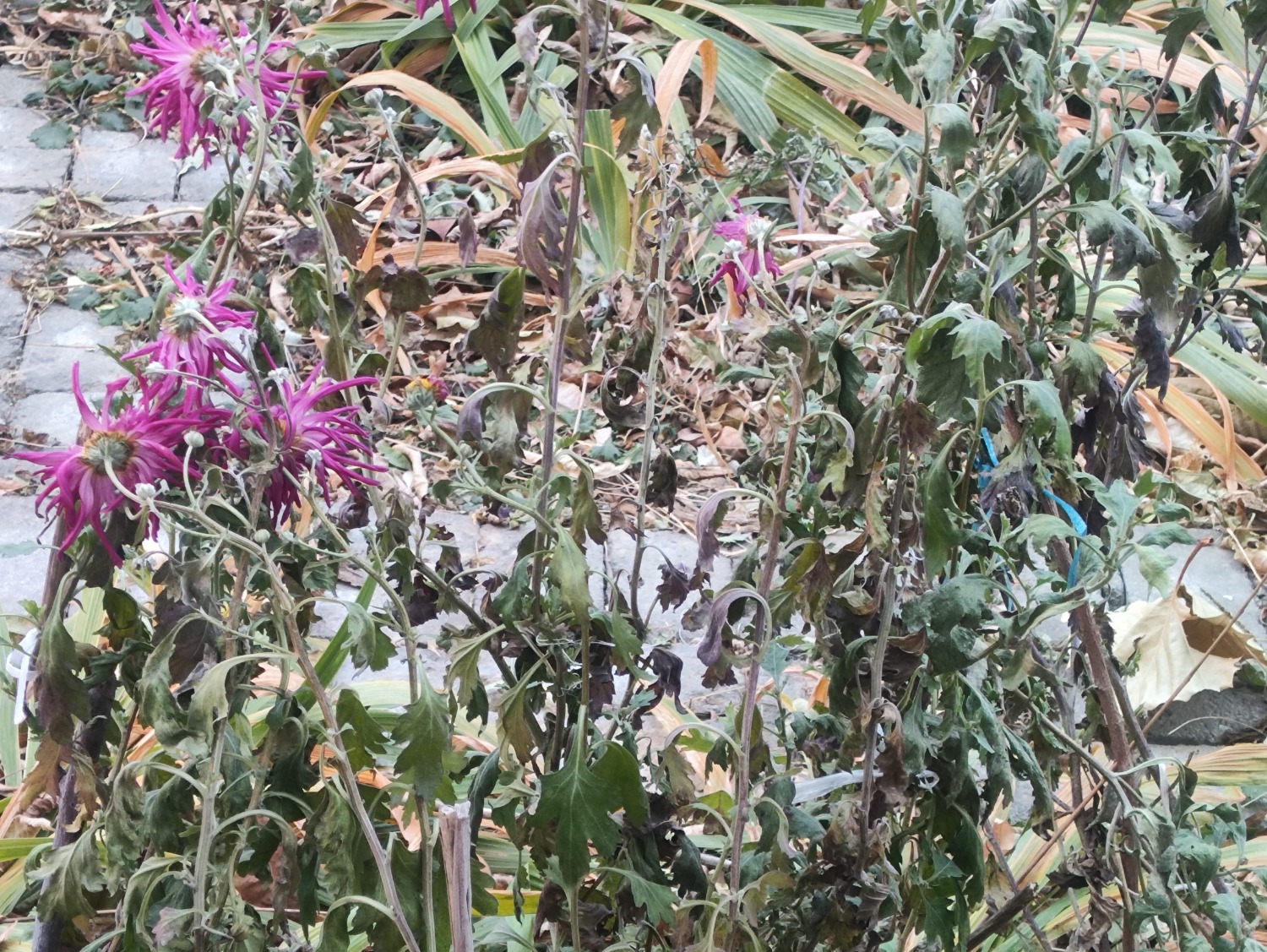 Ƭ(2710)̫䣬԰Ļȫˣ