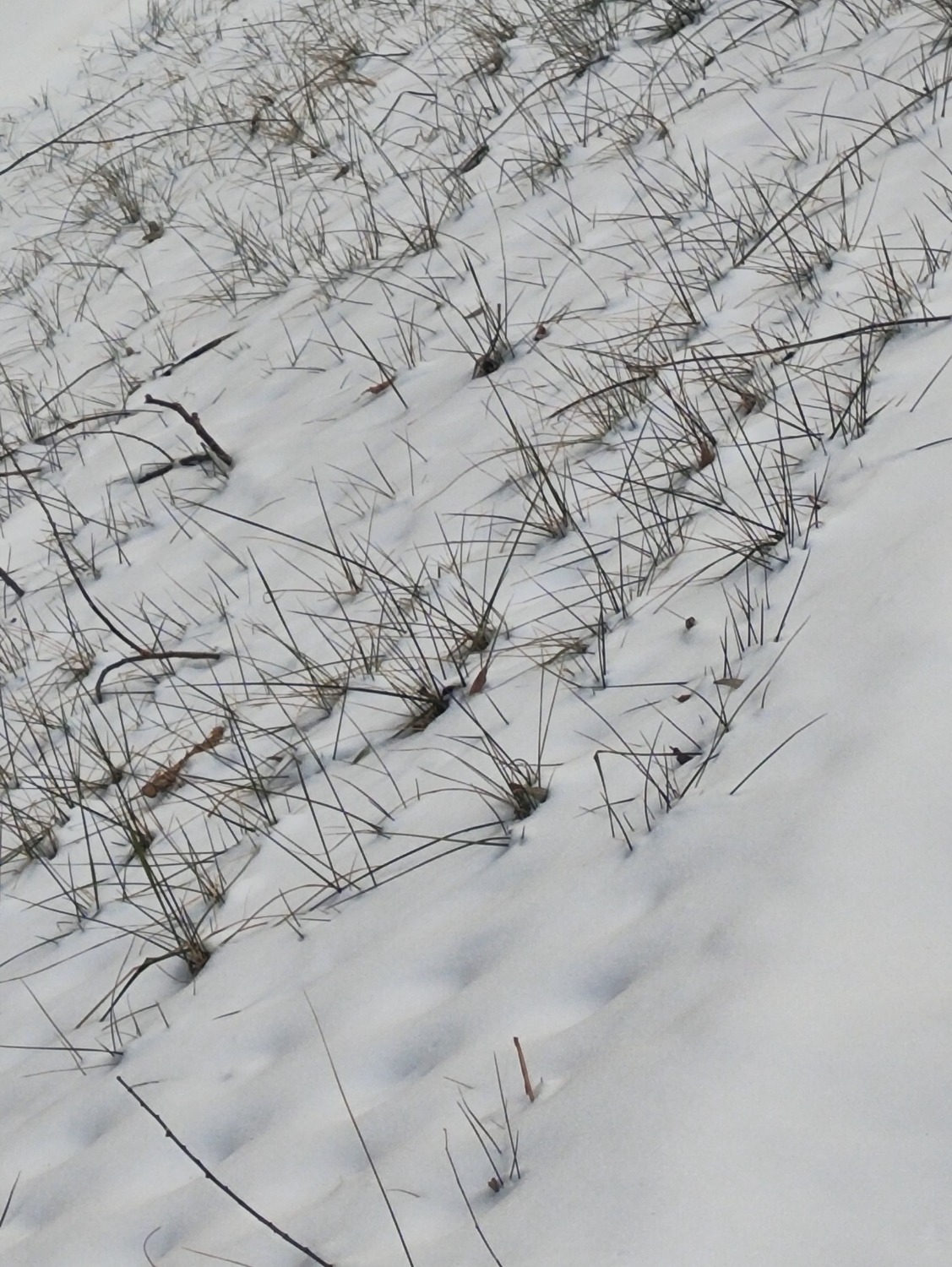 ��Ƭ��(2724)С���������ģ������µ�����ѩ����