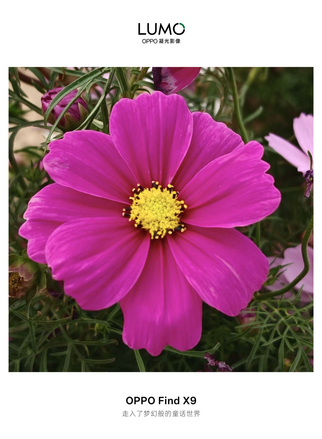 ���������Ĳ�˹��