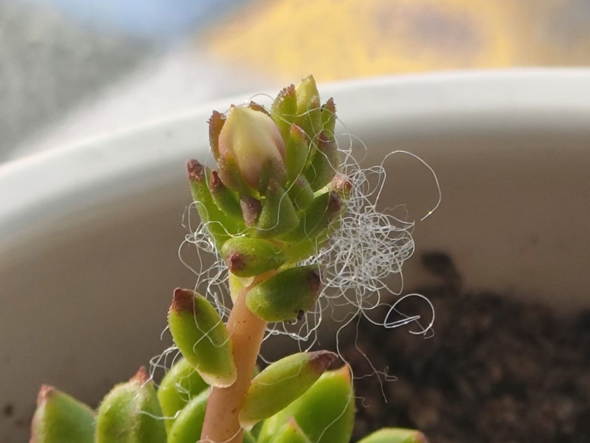 ��Ƭ��(2761)�ֻ�΢������:����ֲ���ϳ�������˿��